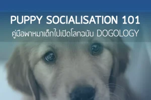 Socialisation 101: คู่มือพาหมาเด็กไปเปิดโลกอย่างมั่นใจฉบับ Dogology