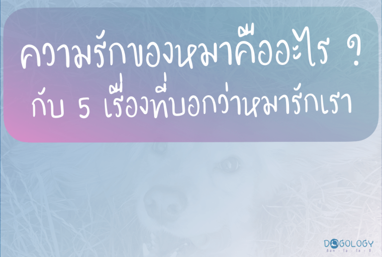 ความรักของหมาคืออะไรกันแน่ ? รู้จักกับ 5 เรื่องที่บอกว่าหมารักเรา