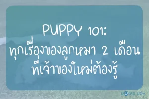 คู่มือการเลี้ยงลูกหมาฉบับสมบูรณ์: วิธีฝึกลูกสุนัข 2-6 เดือนสำหรับมือใหม่