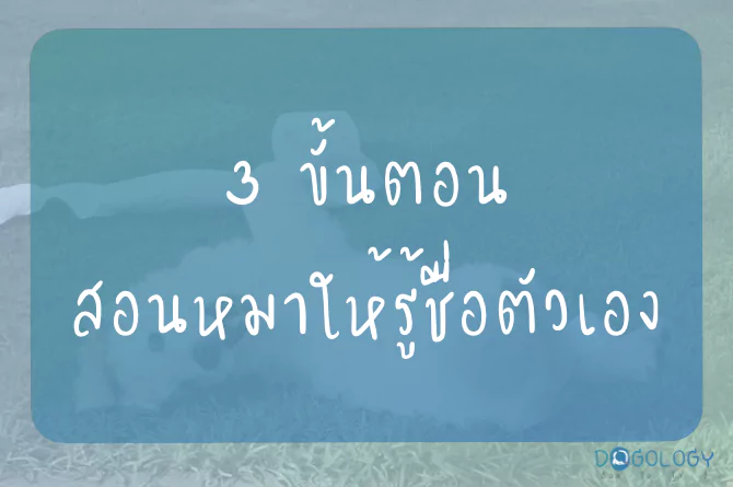 3 ขั้นตอน สอนหมาให้รู้จักชื่อตัวเอง
