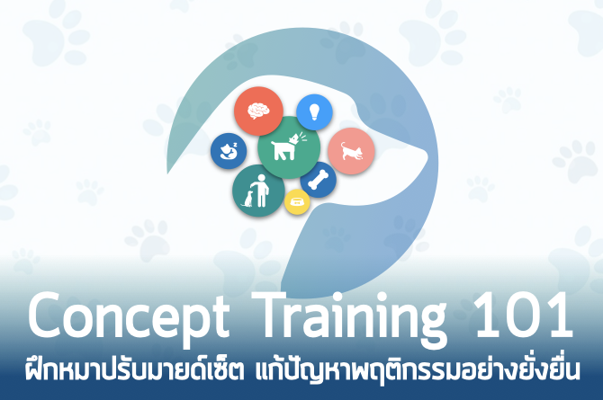 Mindset Training 101: ฝึกหมาปรับมายด์เซ็ต แก้ปัญหาพฤติกรรมอย่างยั่งยื่น