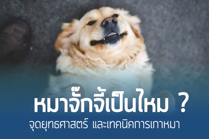 หมาจั๊กจี้เป็นไหม ? จุดยุทธศาสตร์ และเทคนิคการเกาหมา