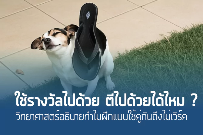 ฝึกหมาใช้รางวัลไปด้วย ตีไปด้วยได้ไหม ?