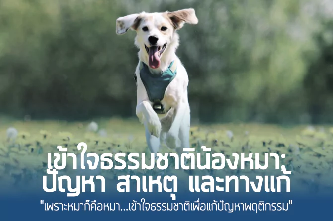 แก้ปัญหาพฤติกรรมหมา: คู่มือเข้าใจธรรมชาติการเห่า แทะ ขุด กัด ไล่ และอื่น ๆ