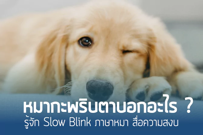 หมากะพริบตาบอกอะไร? รู้จัก Slow Blink ภาษาหมา สื่อความสงบ