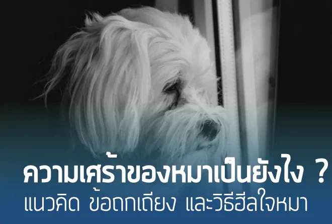 ความเศร้าของหมาเป็นยังไง? แนวคิด ข้อถกเถียง และวิธีฮีลใจหมา
