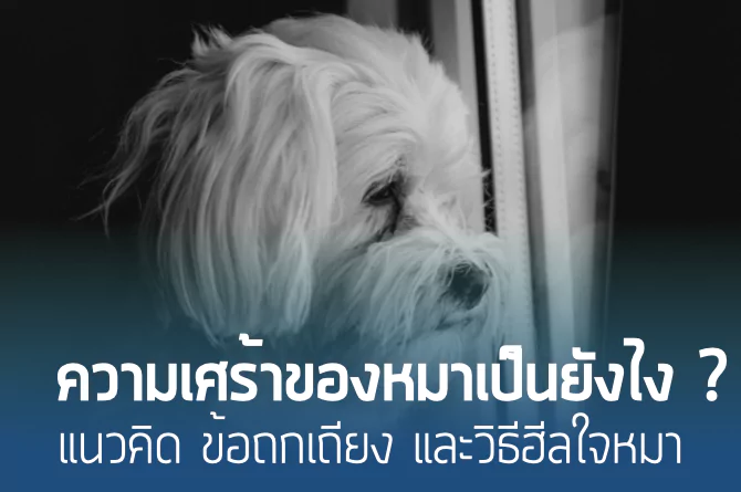 ความเศร้าของหมาเป็นยังไง? แนวคิด ข้อถกเถียง และวิธีฮีลใจหมา