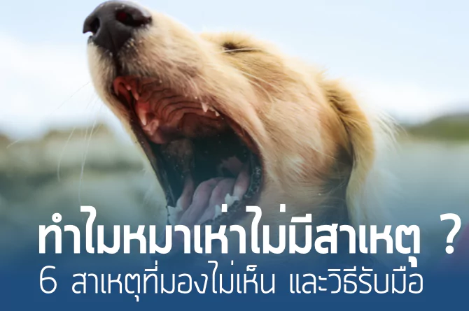 ทำไมบางครั้งหมาเห่าไม่มีสาเหตุ ?