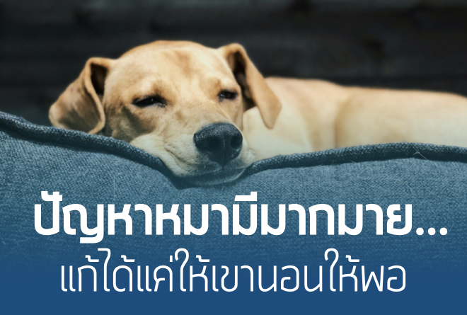 ปัญหาหมามีมากมาย…แก้ได้ง่ายแค่นอนพอ