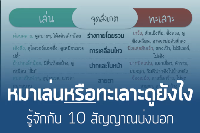 หมากัดกัน! หรือแค่เล่นแรง? วิธีสังเกต และการรับมืออย่างปลอดภัย