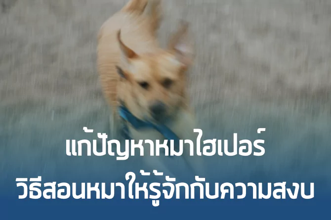 Calmness: สอนหมาให้รู้จักกับความสงบ แก้ได้เกือบทุกปัญหา