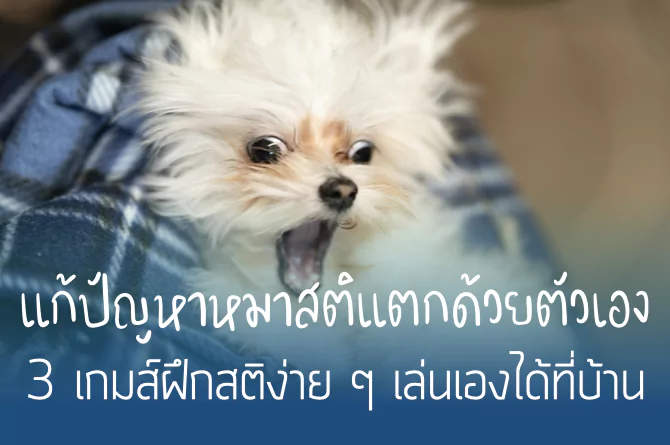 Disengagement: แก้ปัญหาหมาสติแตกด้วยตัวเอง ด้วย 3 เกมส์ฝึกสติง่าย ๆ เล่นเองได้ที่บ้าน