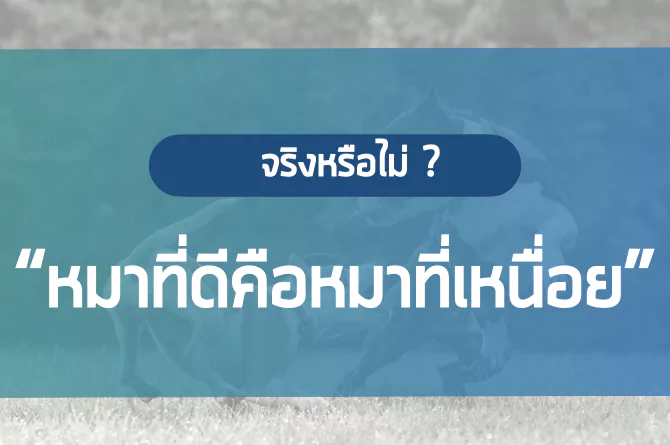 “หมาที่ดีคือหมาที่เหนื่อย” จริงหรือไม่ ?