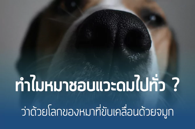 ทำไมหมาชอบแวะดมไปทั่ว ? ว่าด้วยโลกที่ขับเคลื่อนด้วยจมูกของหมา