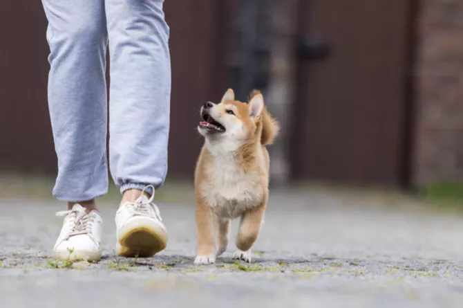 ฝึกเท่าไหร่ก็ไม่ฟัง? แก้ที่ Mindset หยุดปัญหาอย่างยั่งยืน