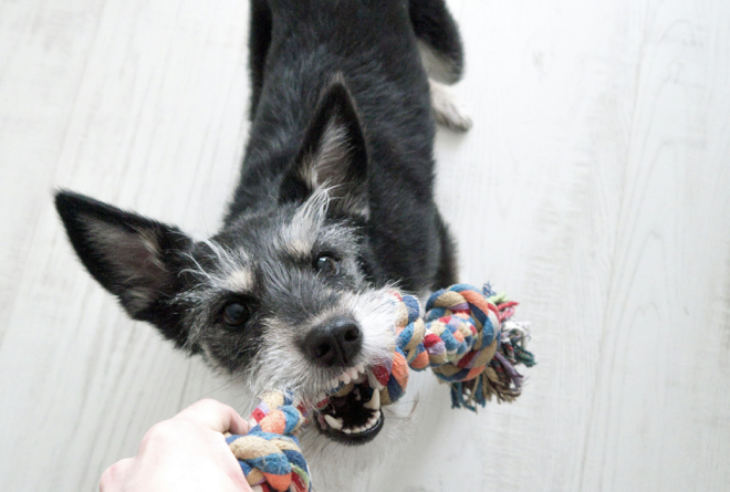 หมาดื้อ หรือเราทำเขาเบื่อ ?