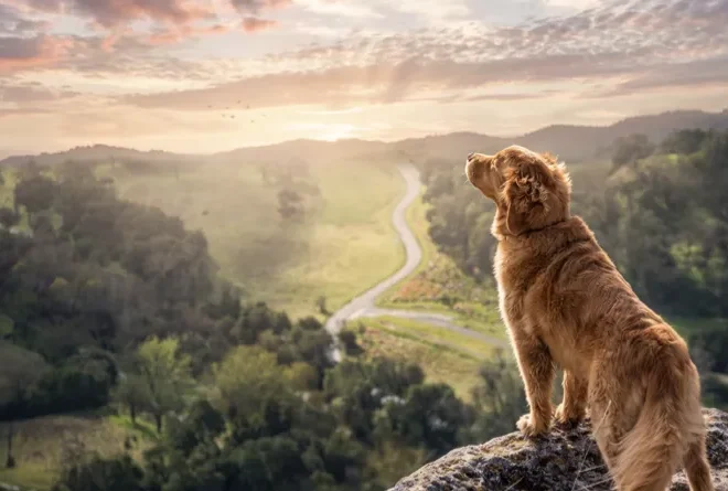ความมั่นใจของหมา: ทำไมหมาบางตัวถึงรับมือกับทุกอย่างได้ และทำให้หมาเราเป็นแบบนั้นได้ยังไง